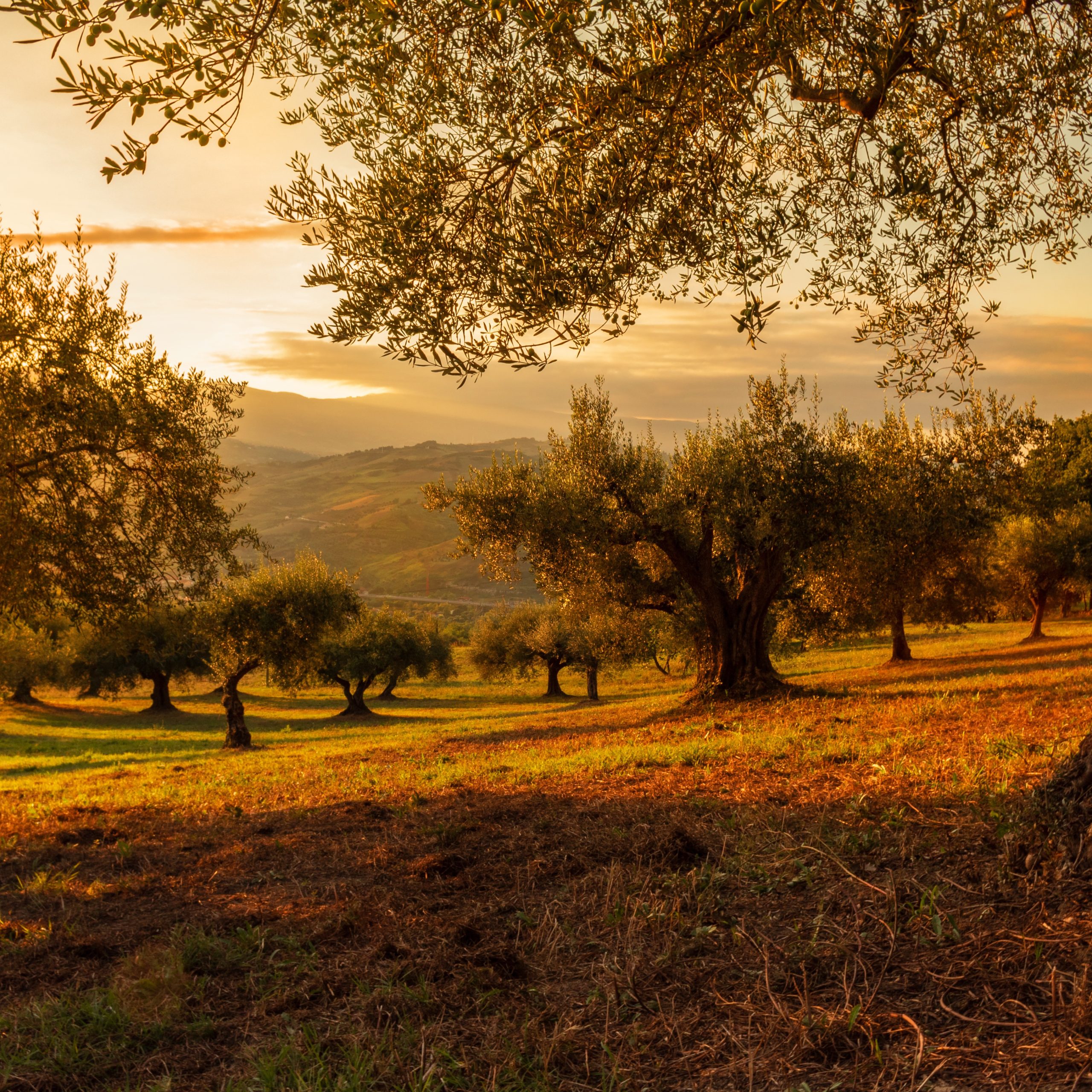 olive-fields-crete